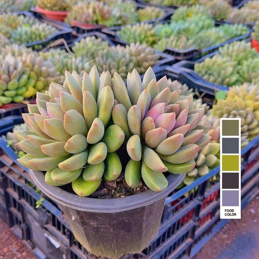 双头黄金象牙   脱土  多肉植物【多肉满15包邮】好养 耐冻耐热