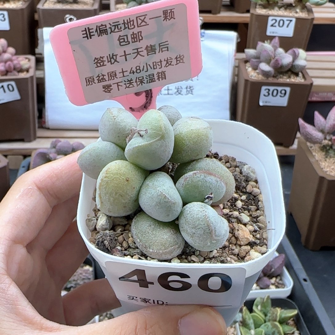 460硬叶白蛋多肉植物微瑕