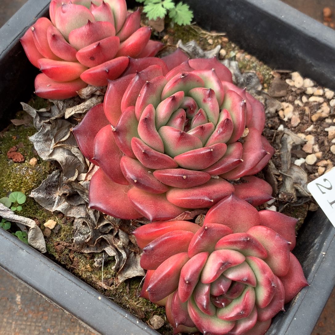 2199杂交精品基地17厘米