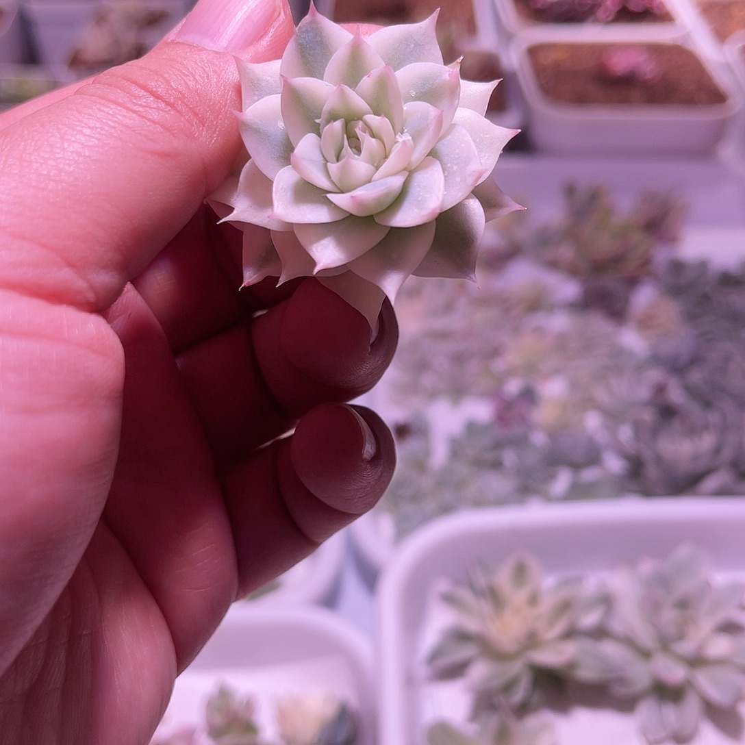 天鹅绒锦植物一物一拍