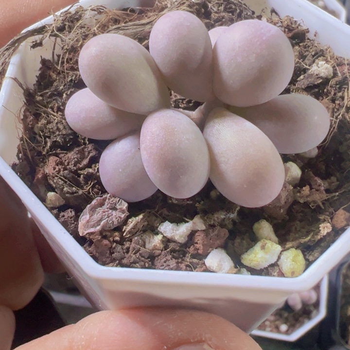 蛋黄奶精品多肉植物大战