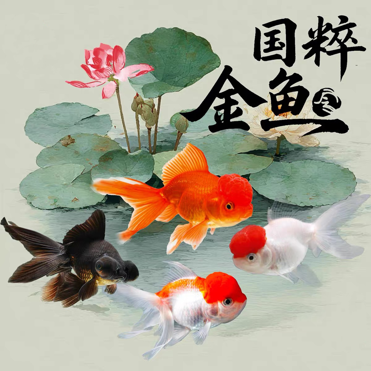 【爆品】精品国粹小金鱼6-9cm 新手鱼缸可混养 源头渔场人工筛选