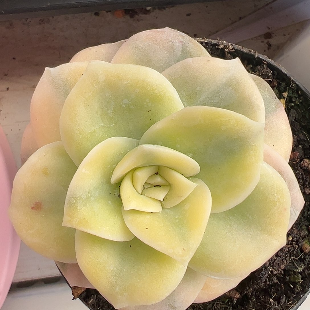 满38包邮可爱玫瑰锦