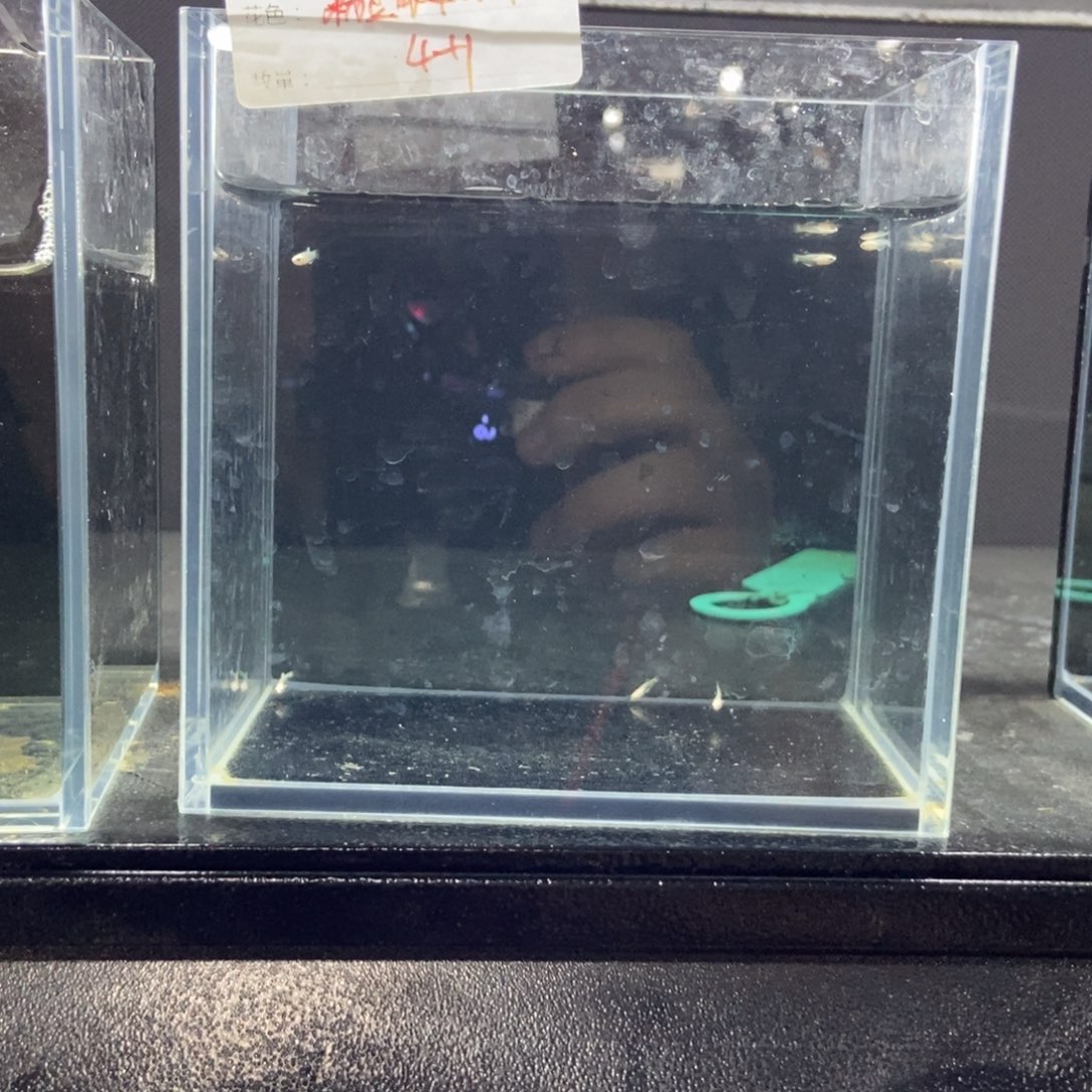 斗鱼包活不包损所见即所得106