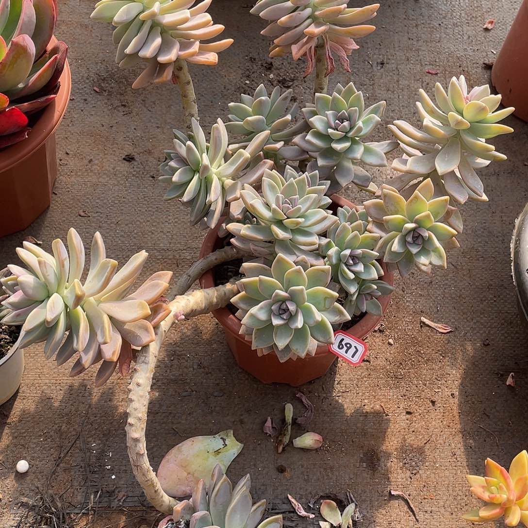 697淡雪一物一拍多肉