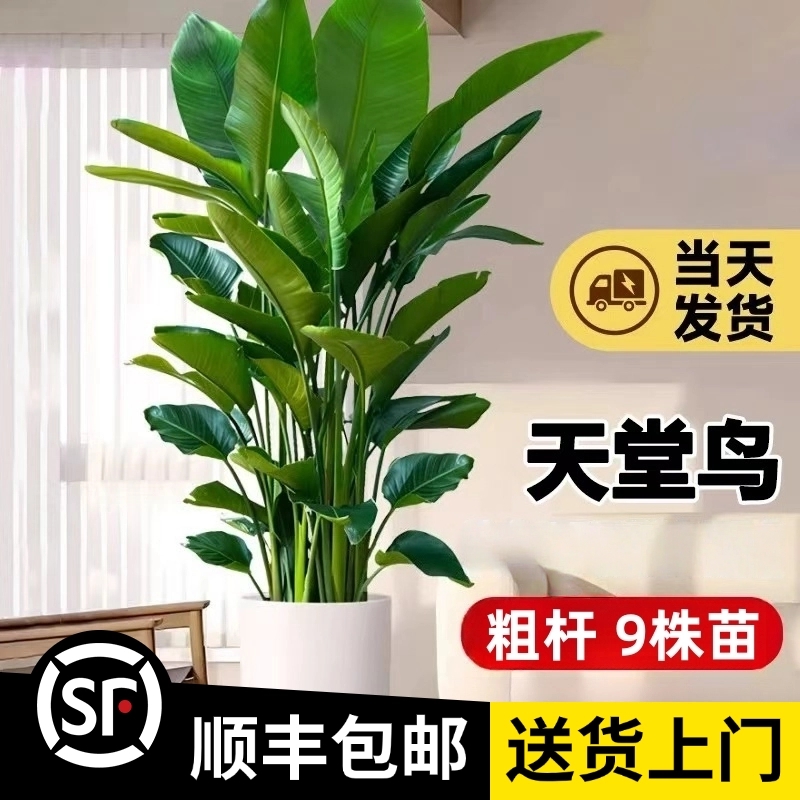【超大5A天堂鸟】1.7-1.8米（粗杆7-9株苗）顺丰包邮大型绿植办公植物