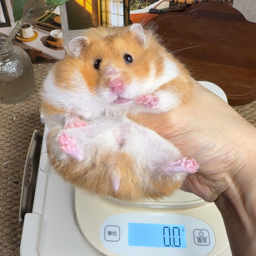 8锈色妹妹152g6个月