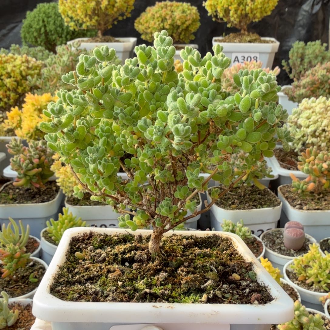 A324莱斯枝干一物一拍