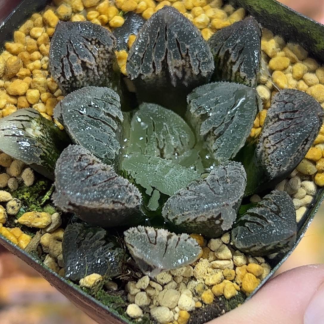 冰上之舞寿十二卷多肉植物