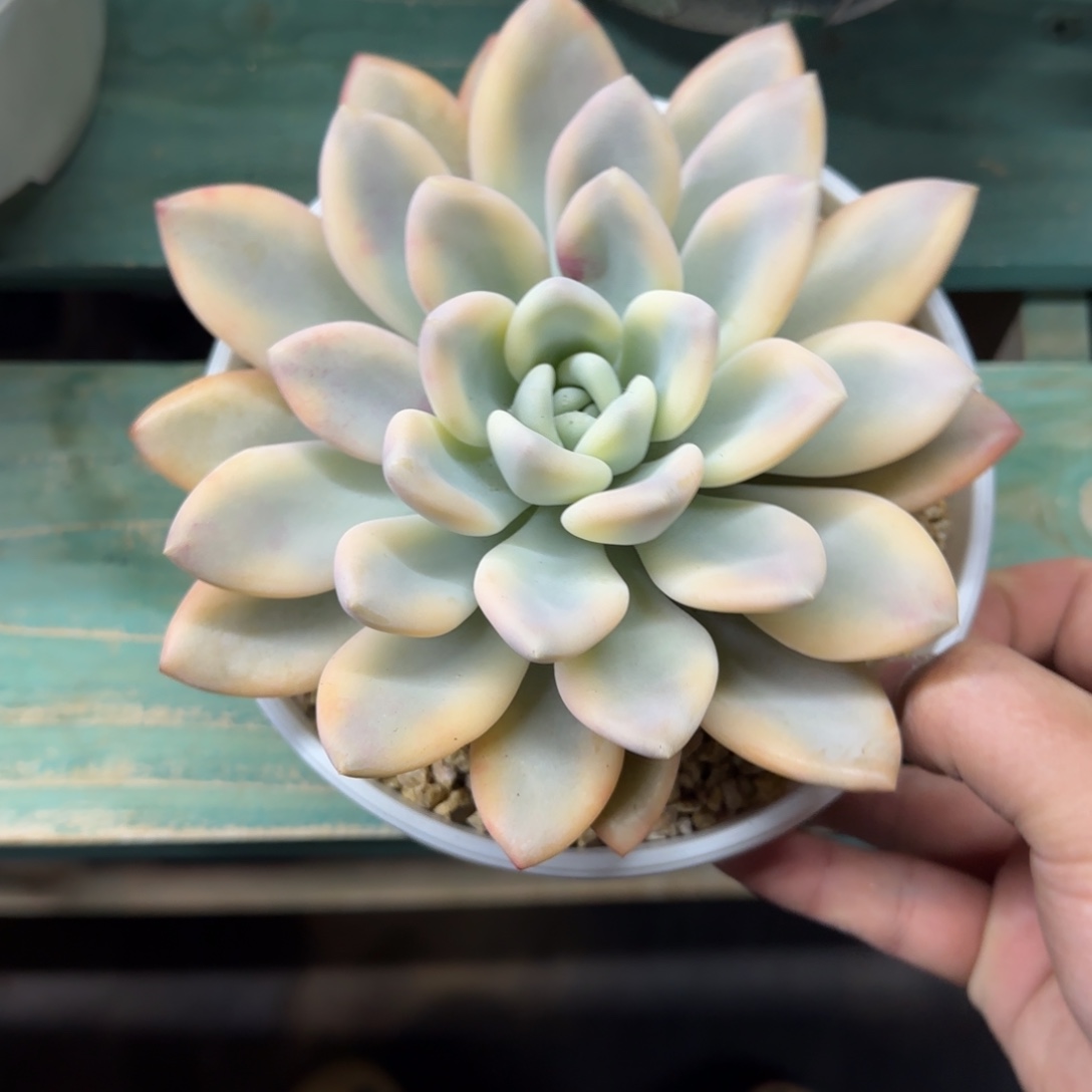 奥普覆轮锦，发货点延迟