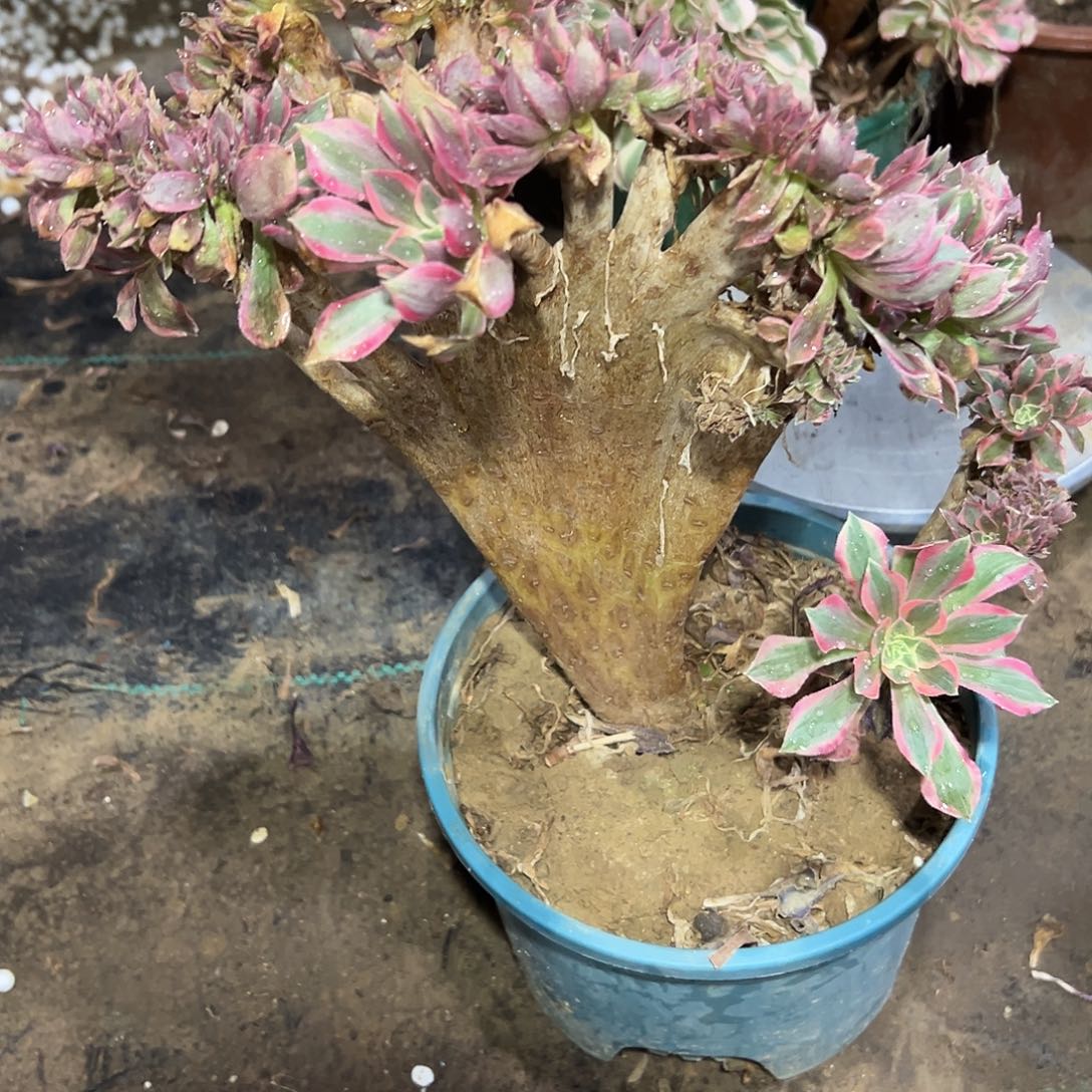 多肉348植物女神缀花