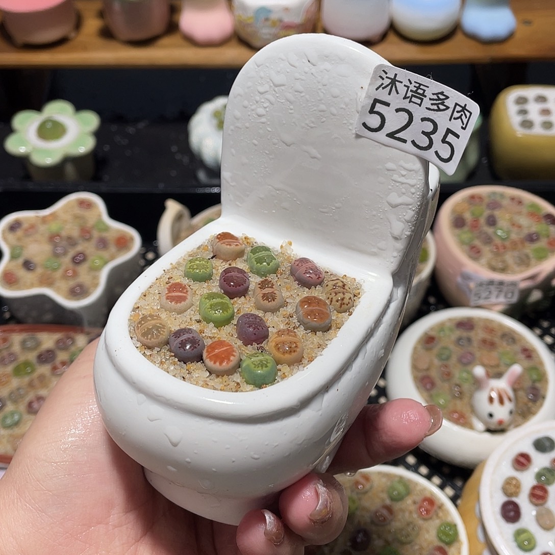 A***砂带盆土植物 一物一拍5235