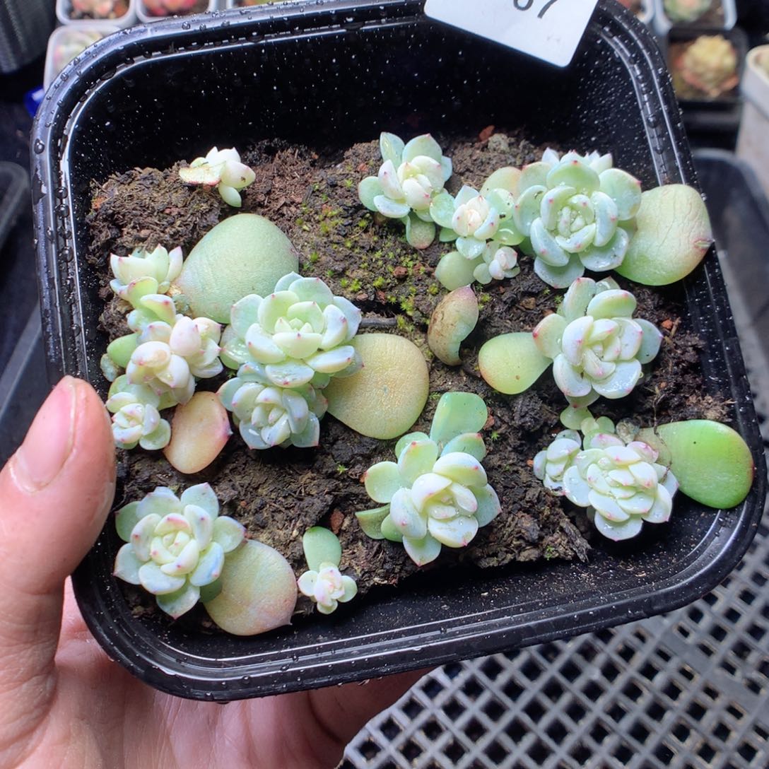 无花朵W67。甜心yyyy