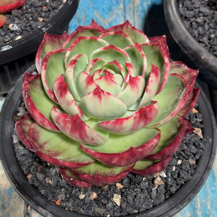 多肉植物惊鸿仙子