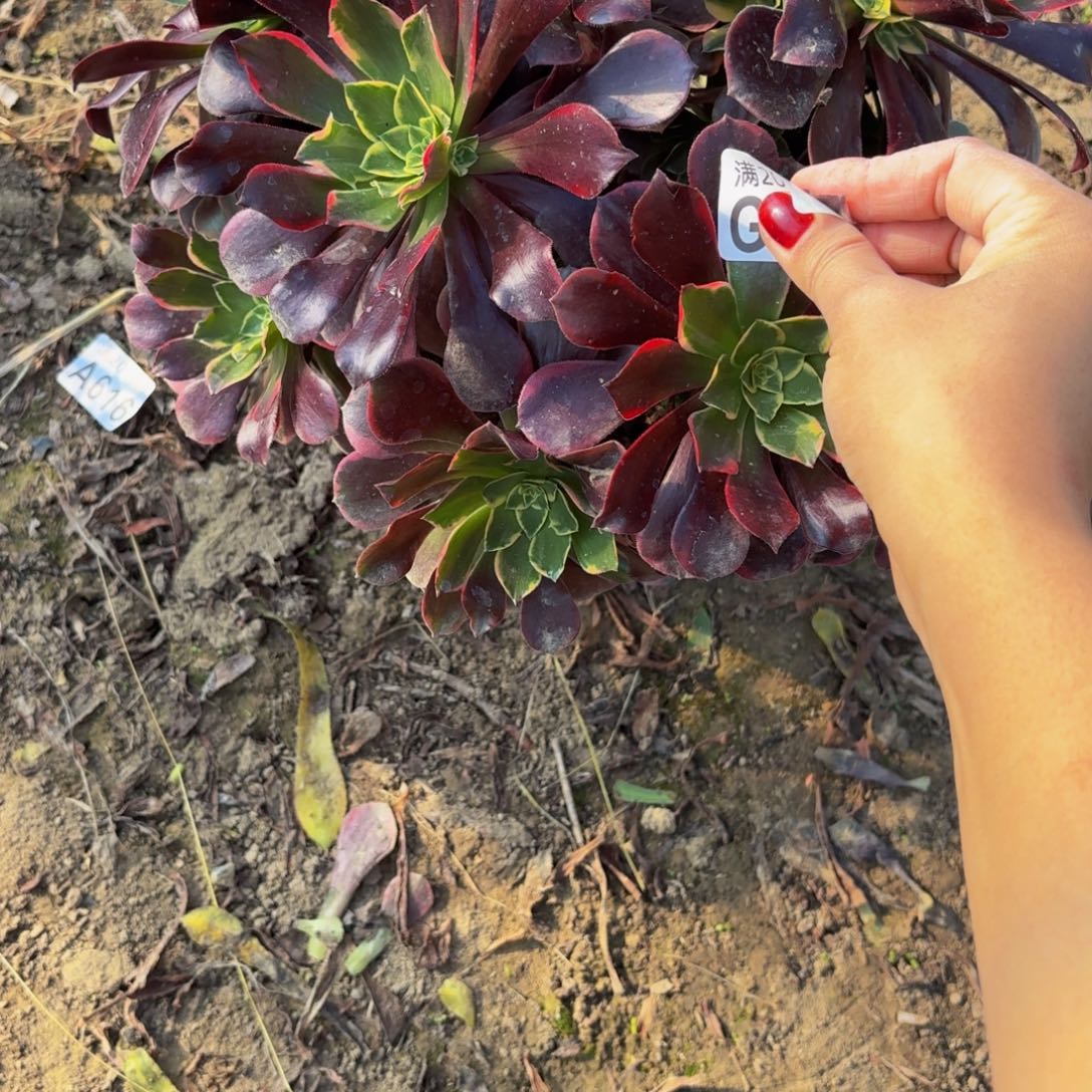 78多肉植物捧花的时候