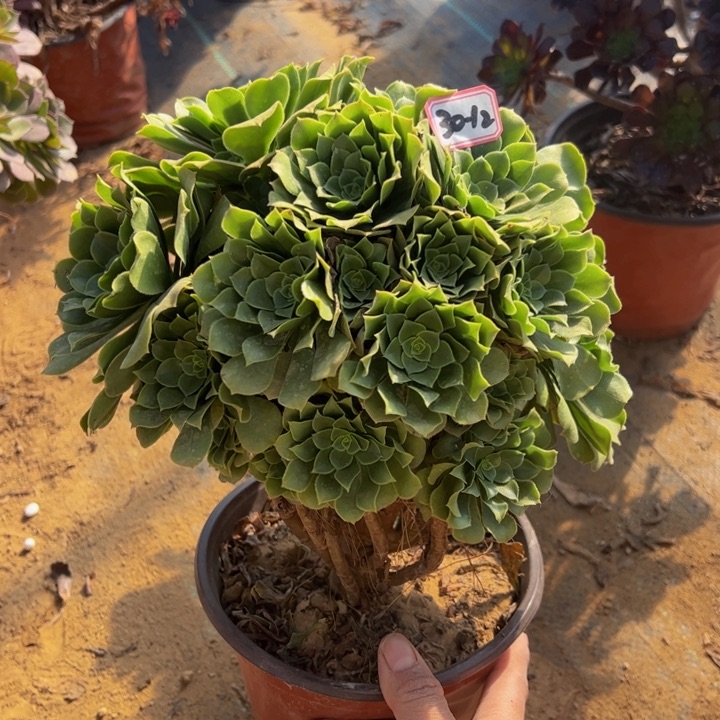 绿杨蓉多肉植物30-12