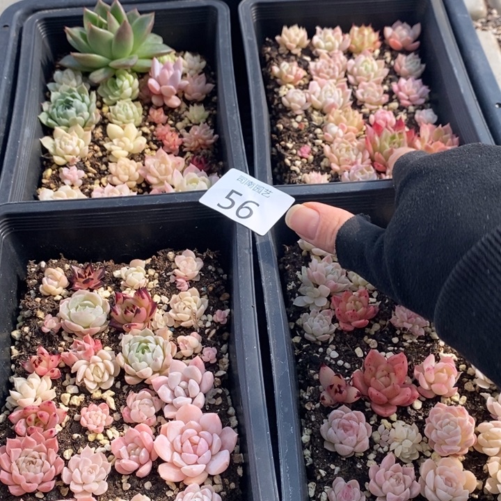 56 多肉植物盆栽花卉