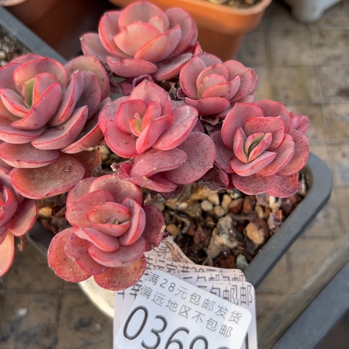 幸运儿是一位非常优秀