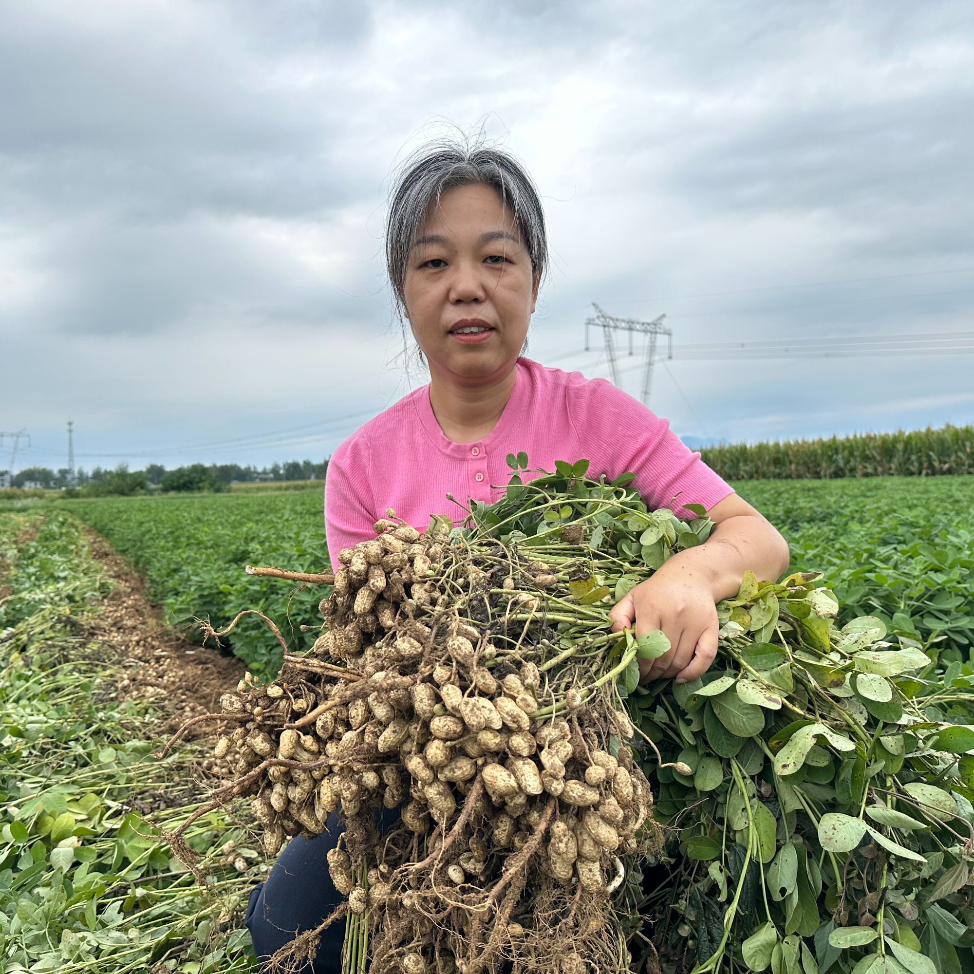 2025新鲜花生米河南农家种植老品种粉红皮干花生