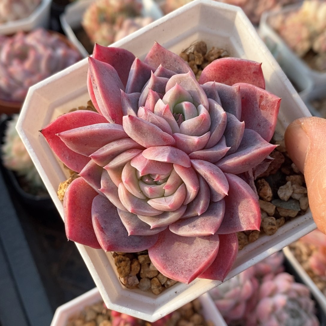 精品多肉一物一拍不包整403