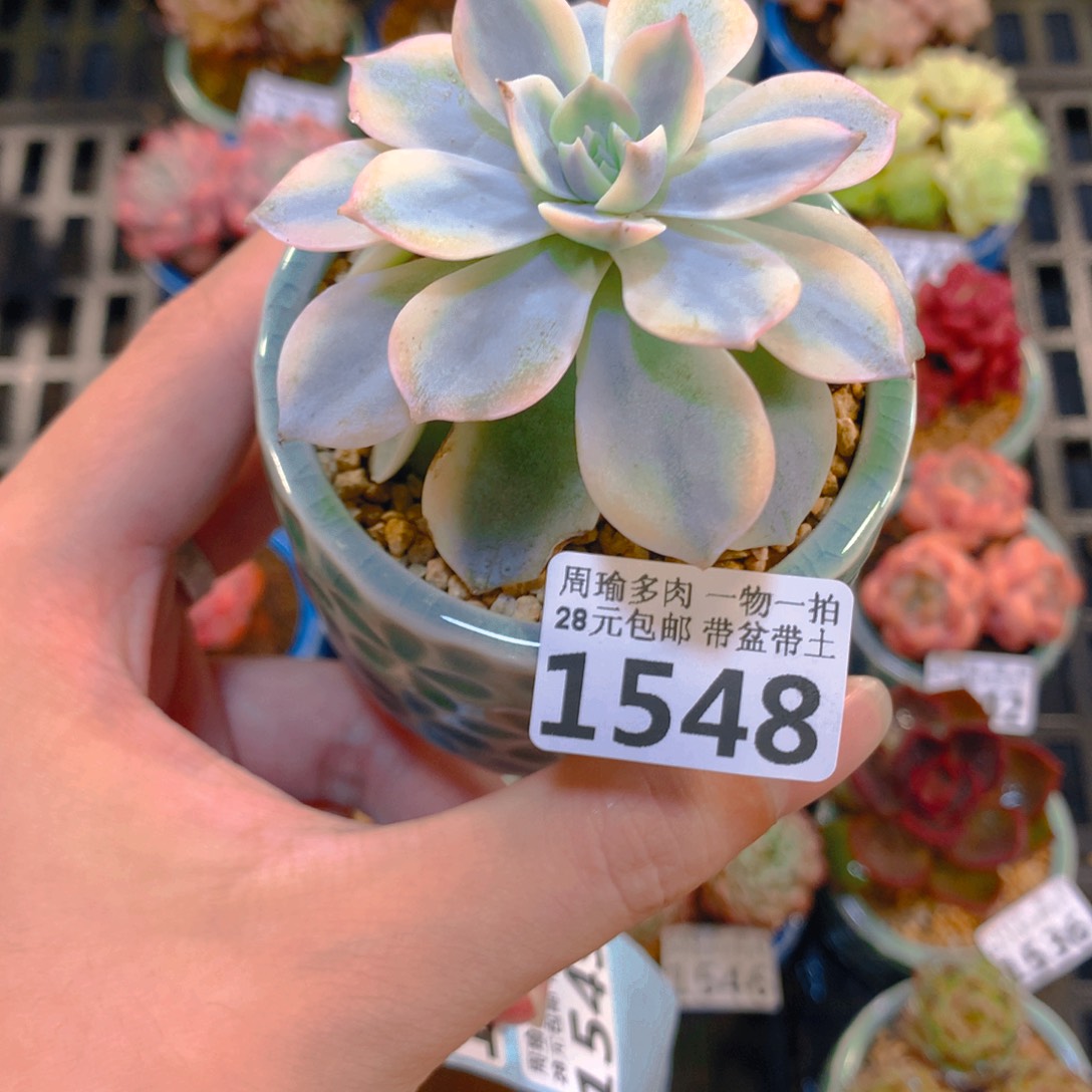 5厘米盆精控多肉1548