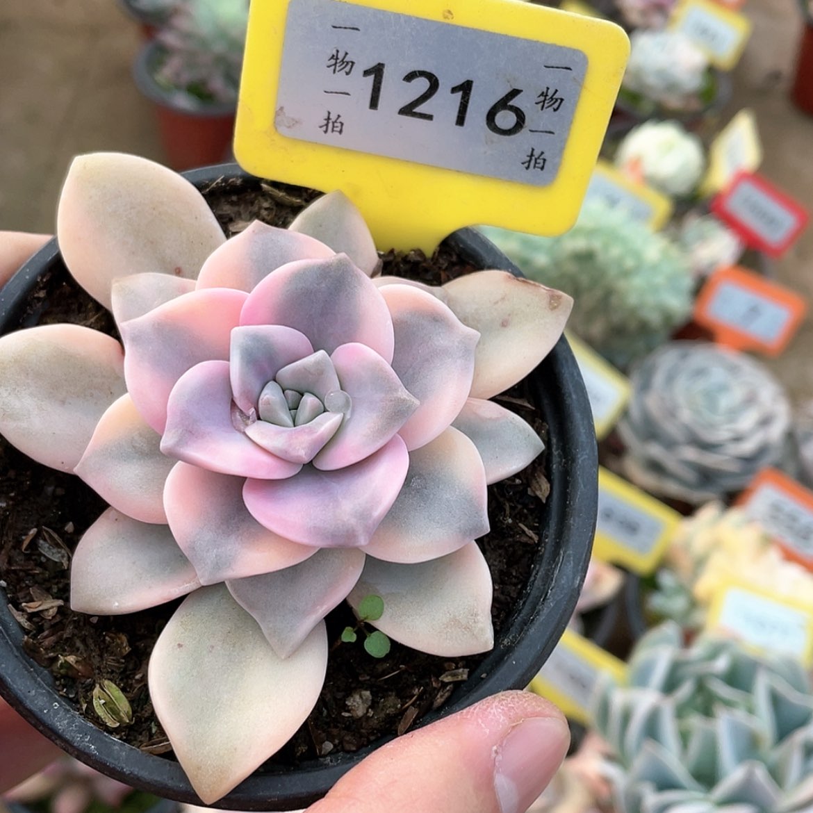 【闪购商品】1216号