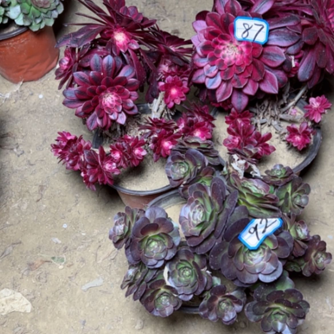 【闪购商品】多肉植物砍过处理不售后87