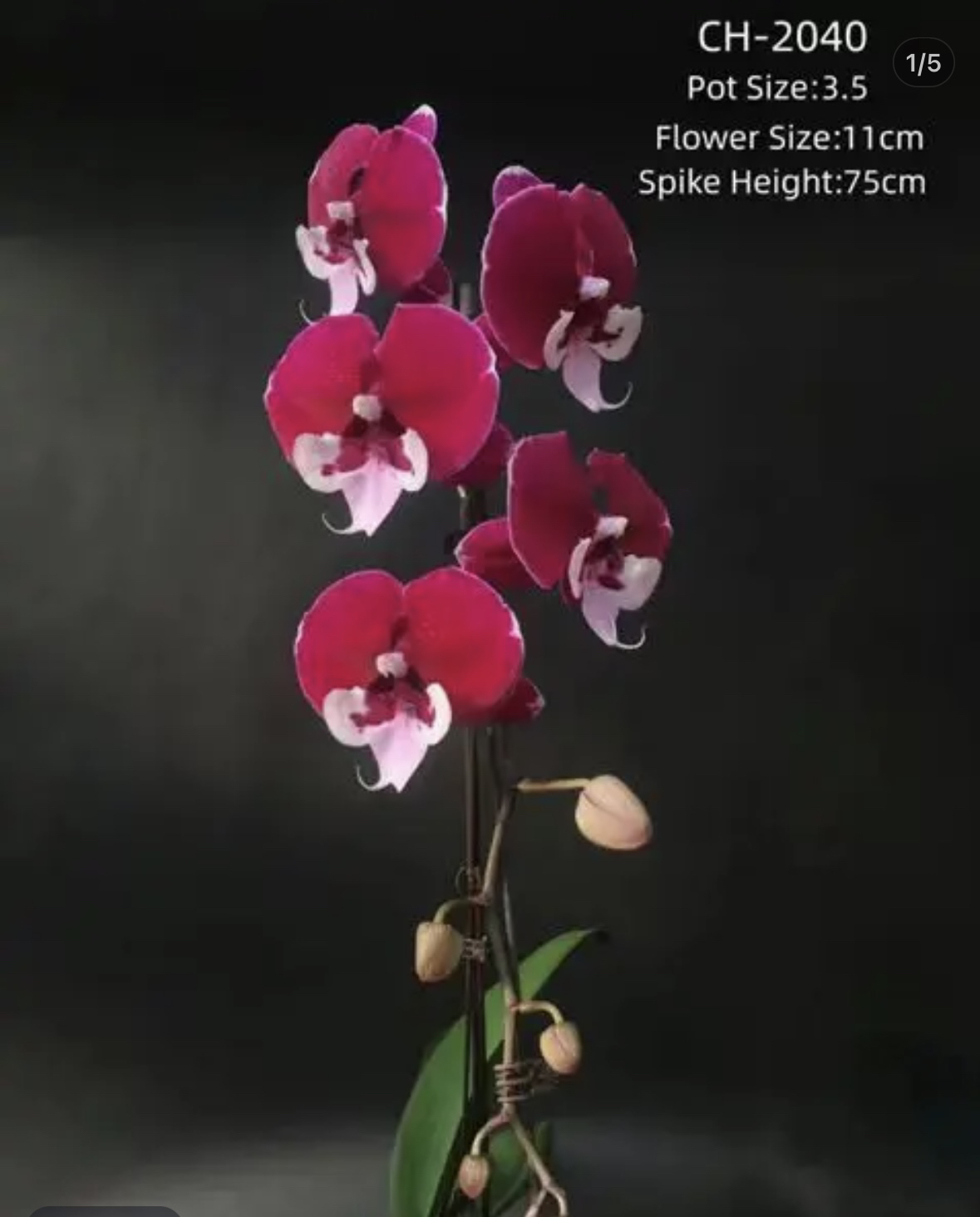 【宾利】蝴蝶兰稀缺新品黑花3.5寸 根系良好