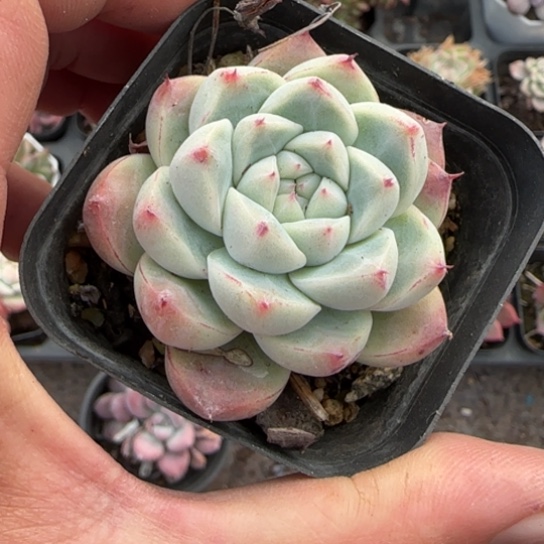 132如梦令多肉植物多