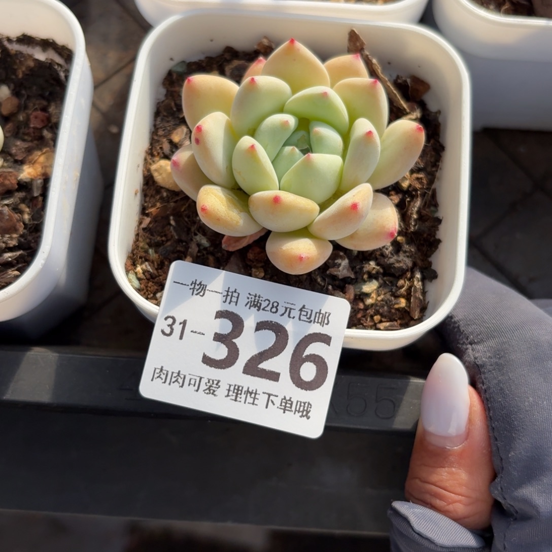 望舒无盆土发货无盆土发货无