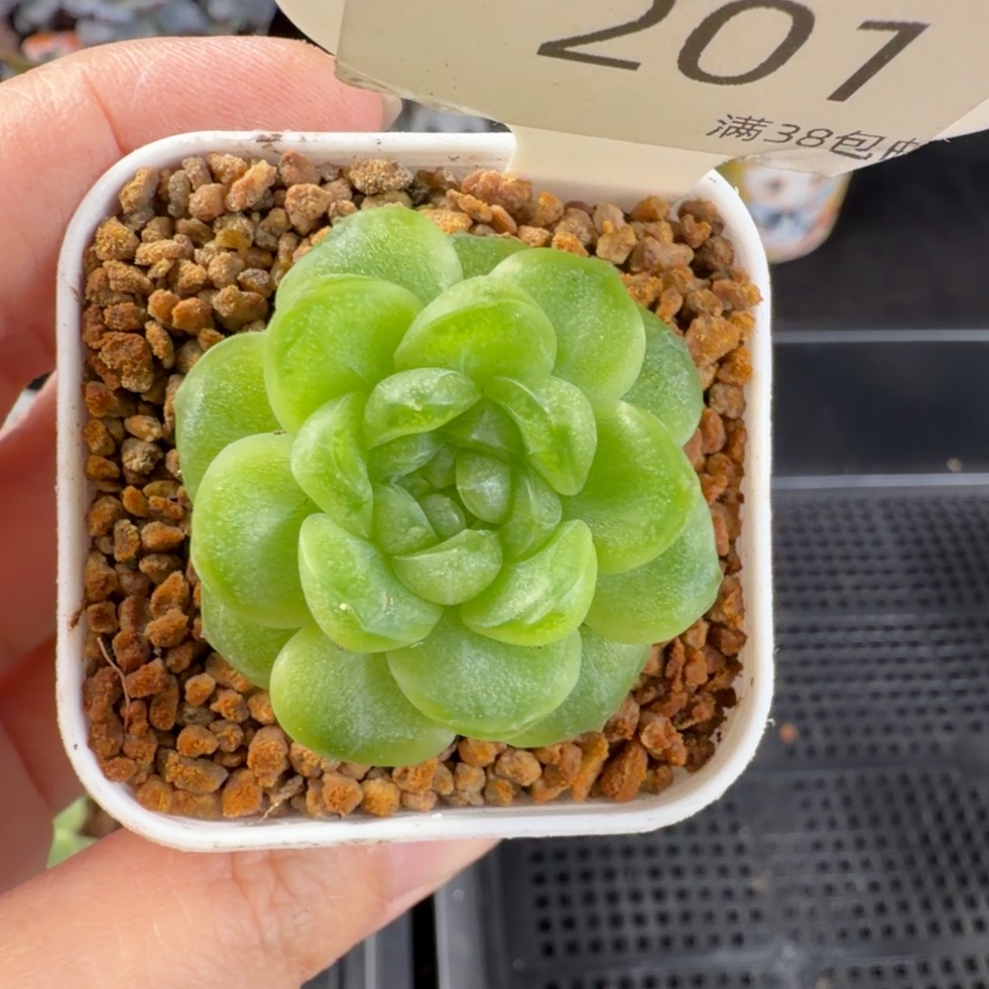 甘棠单头福利201号