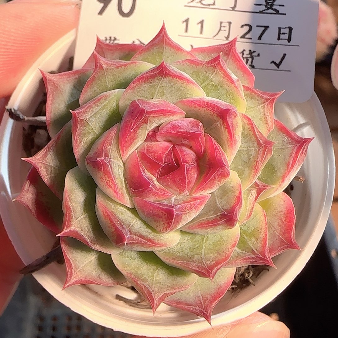 多肉1127-90女王玫瑰