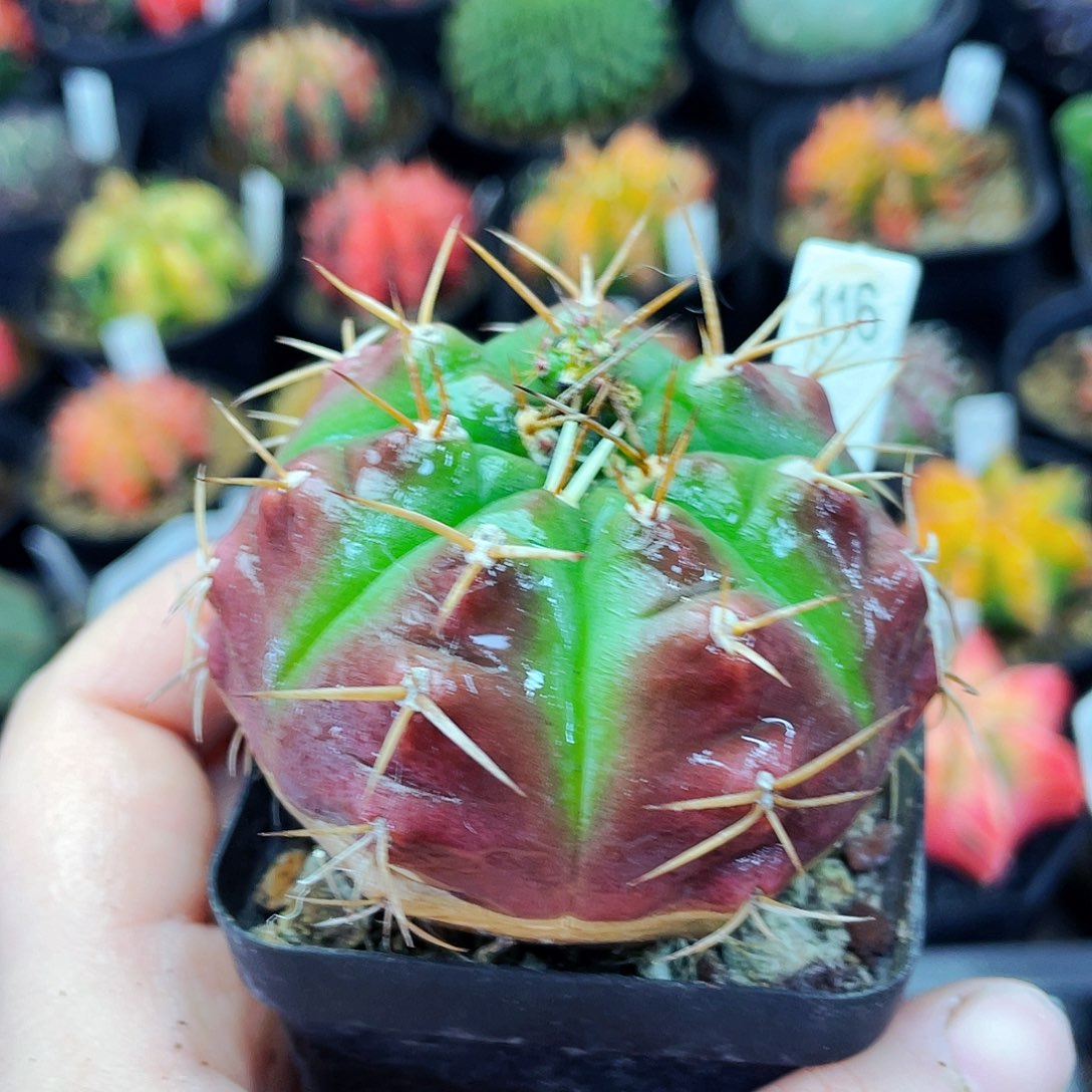 非偏远地区满25包邮仙人球裸根