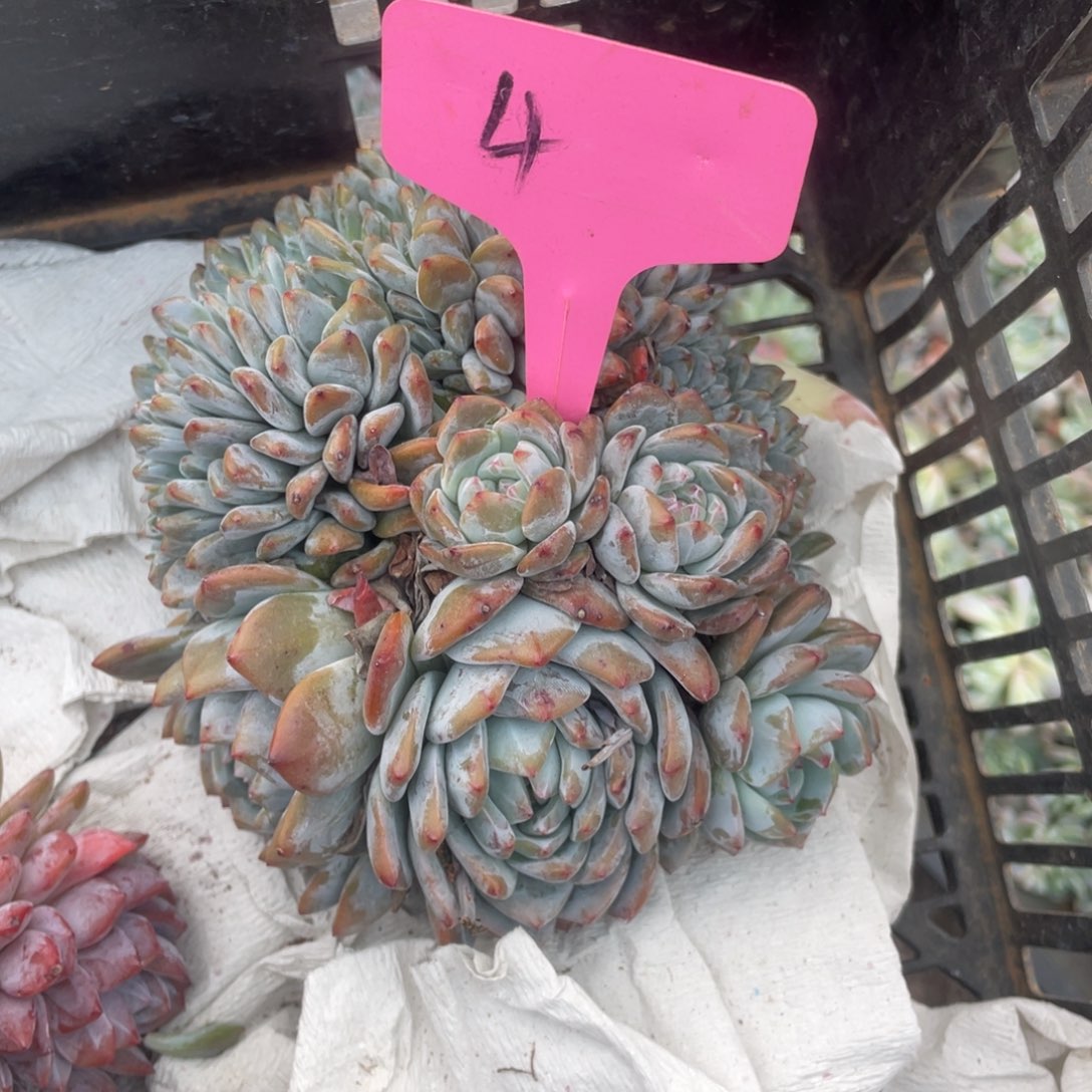 4号星影缀化多头的