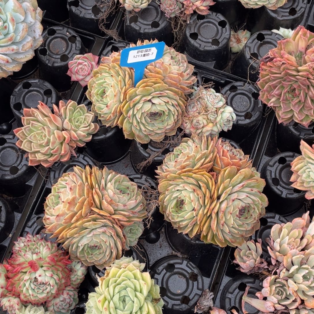 1213-7-昂斯诺大群生一颗