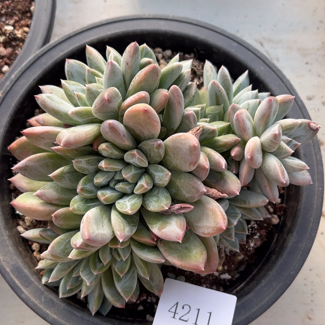 雨***?4211肉肉肉肉肉肉肉