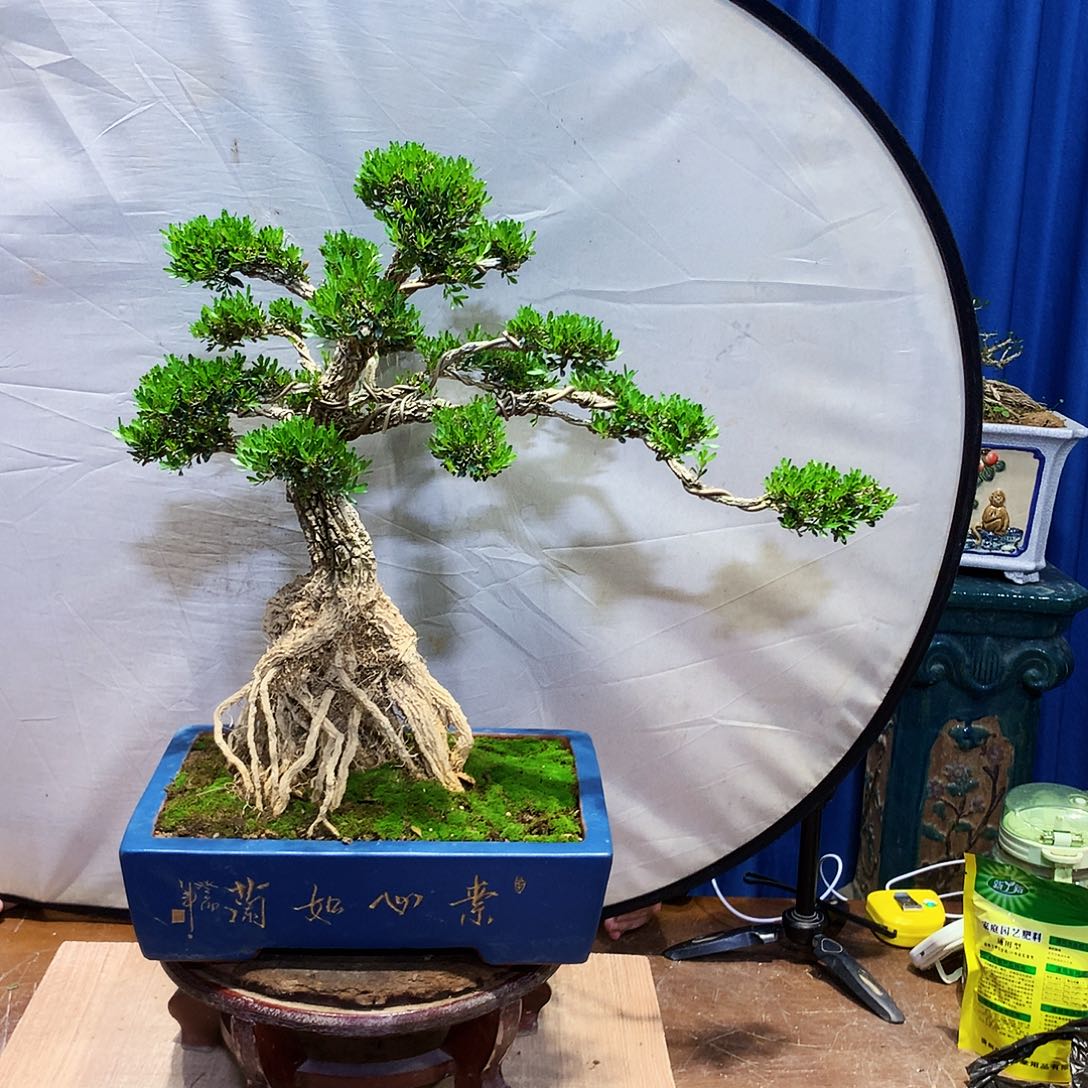 黄杨盆景一物一拍