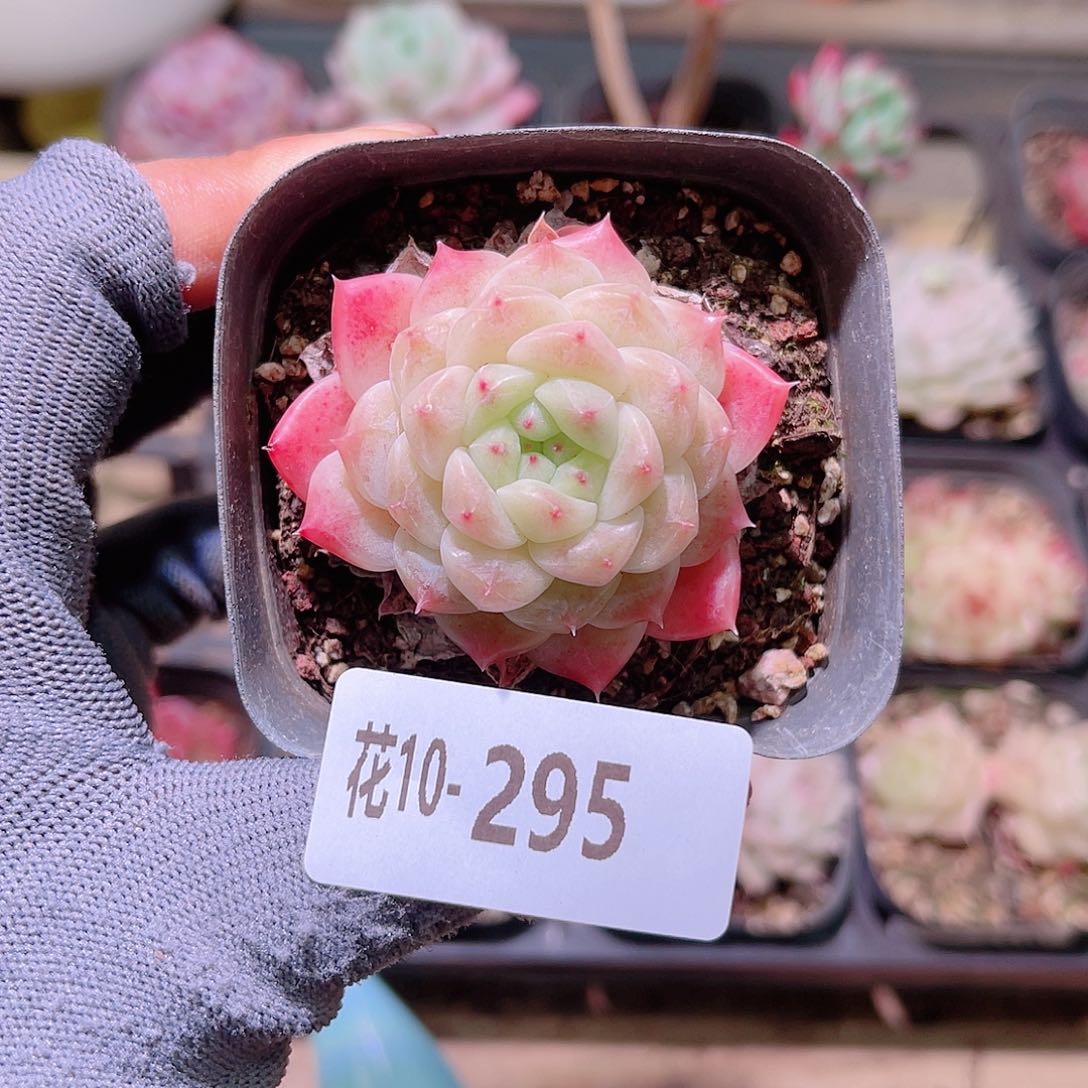 花10-295秘境冰魄