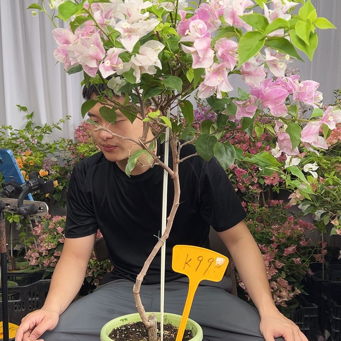 傻***头当前无花栽培后可以开花K99广红樱