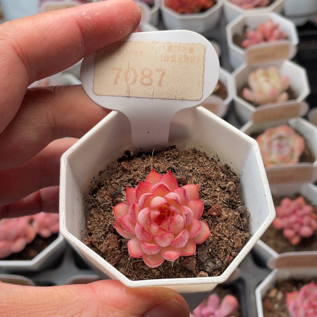 梦幻玫瑰7087-3.5厘米