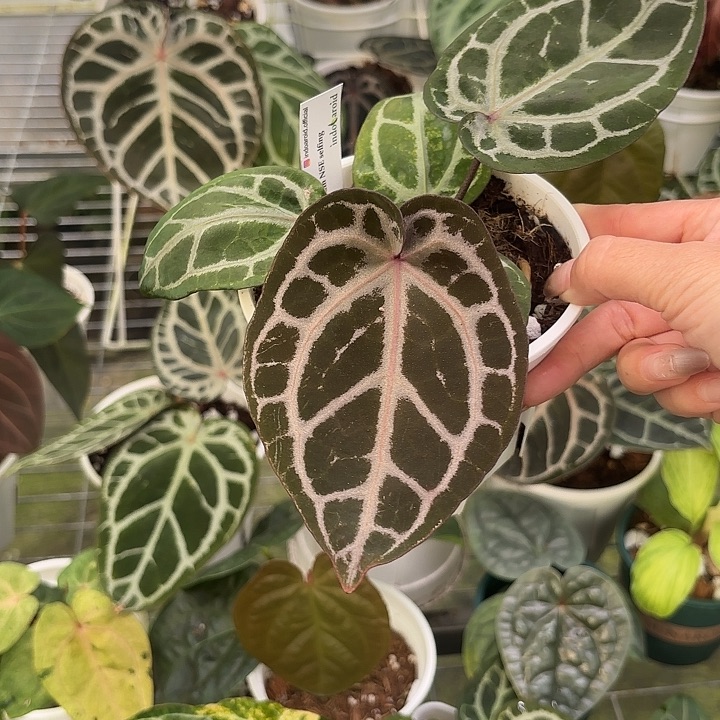 完全开放nse红水晶