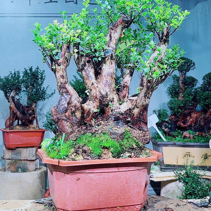 天***籁无花朵盆景赤楠花香