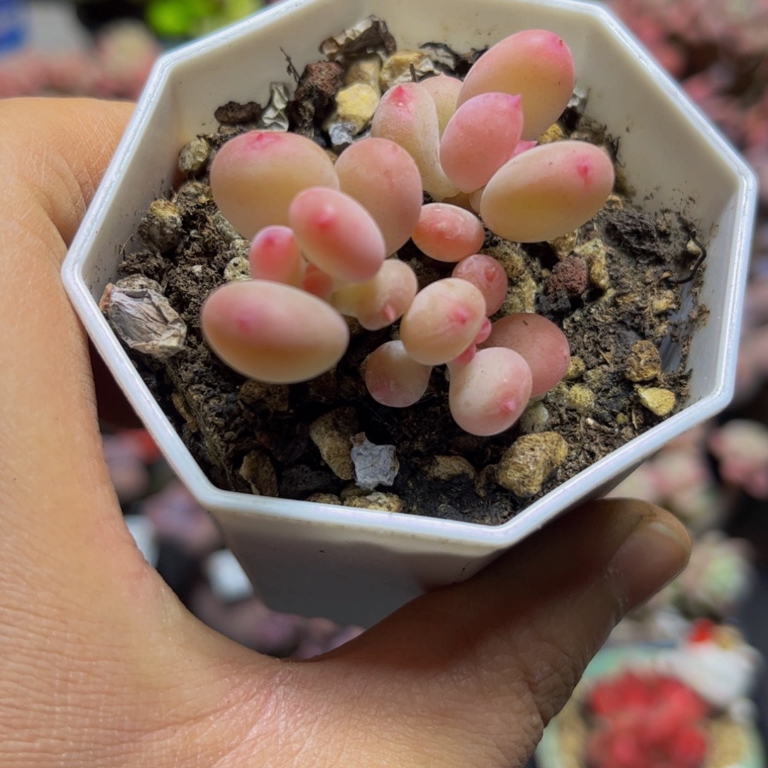 1311二代苹果奶4厘米多肉