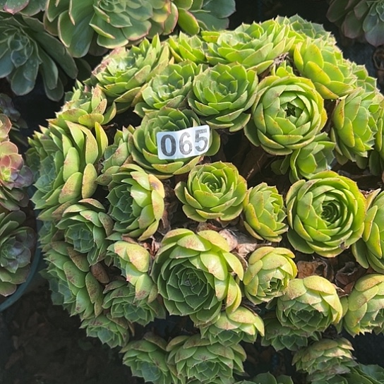 小***包多肉植物一种撕拉碗065