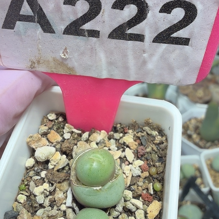 小***宝222mmmmmmmmmmbnnn