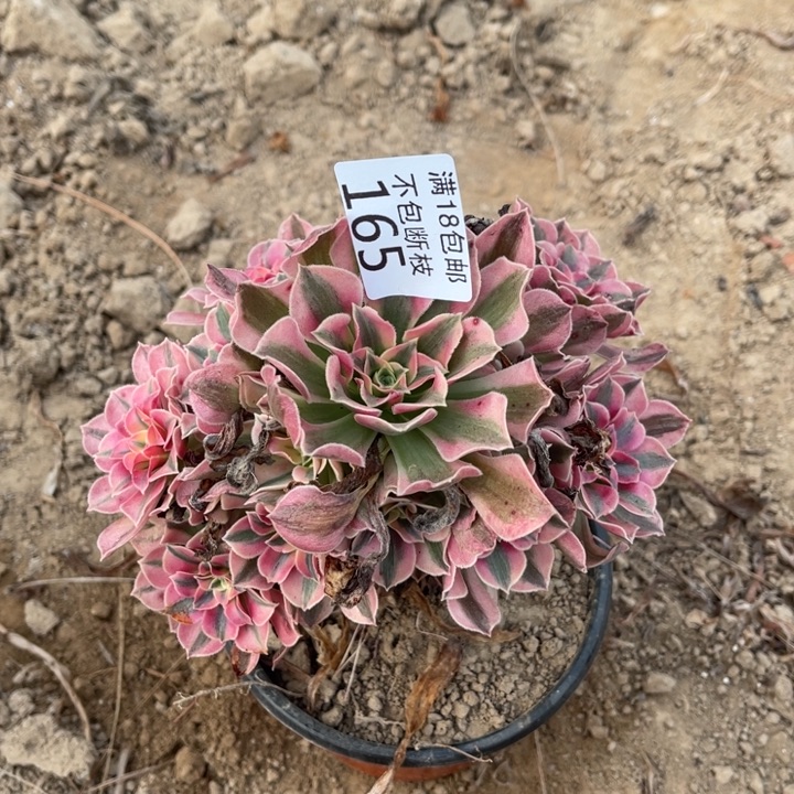 165粉女巫小手捧4法师