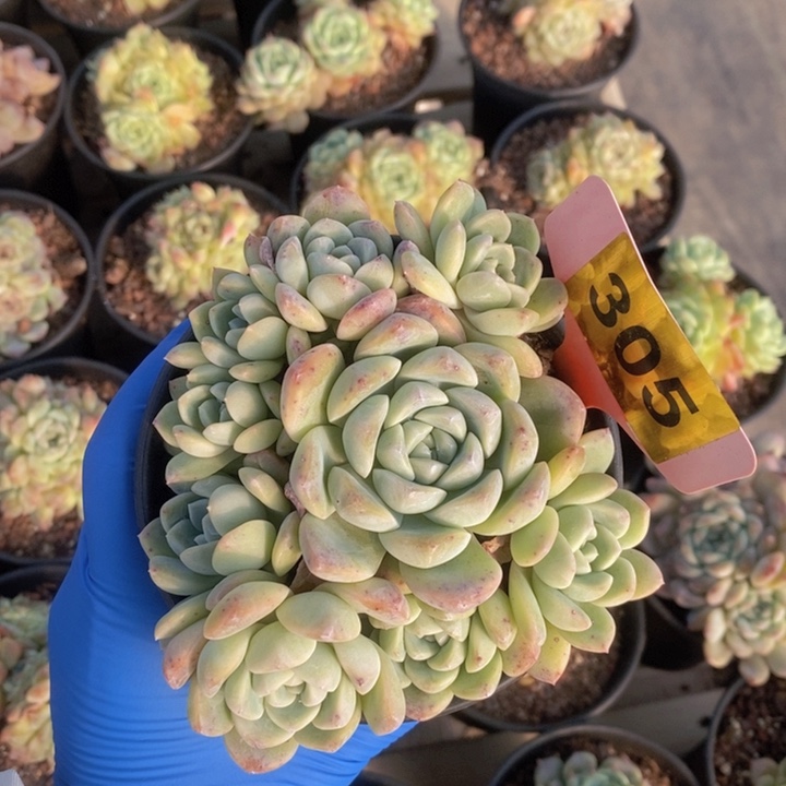 福***z305号冰玉群1111111