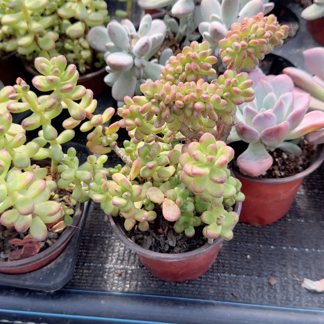 无花朵丸叶松绿缀化