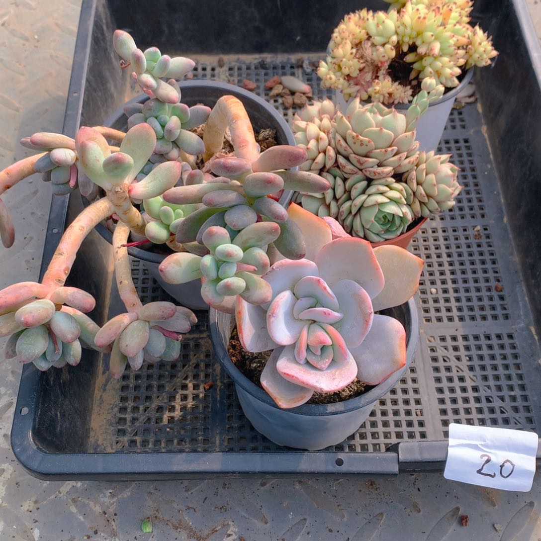 框拍福利品多肉20