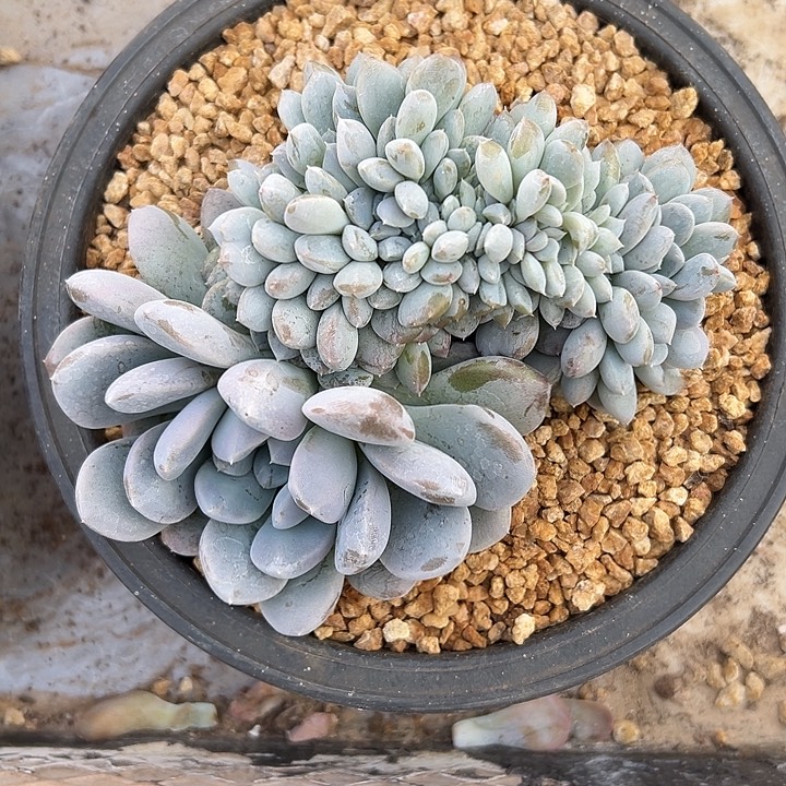 菩提子群生缀化福利